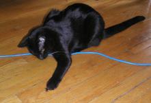 <img0*150:stuff/C~C%20%26%20Cricket%202.jpg>