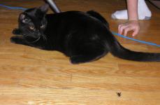 <img0*150:stuff/C~C%20%26%20Cricket%203.jpg>