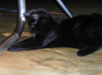 <img0*150:stuff/C~C%20%26%20Cricket%204.jpg>