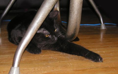 <img0*300:stuff/C~C%20%26%20Cricket%205%20M.jpg>