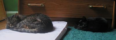 <img400*0:stuff/C~C%20%26%20N%20sleep.jpg>