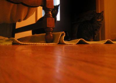 <img400*0:stuff/C~C%20%26%20Neko%201a.jpg>