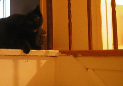 <img400*0:stuff/C~C%20%26%20Neko%202a.jpg>