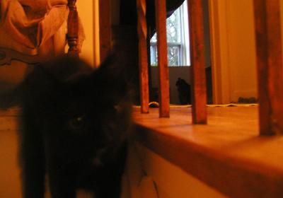 <img400*0:stuff/C~C%20%26%20Neko%203a.jpg>