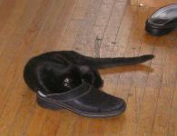 <img0*150:stuff/C~C%20%26%20shoe%201a.JPG>