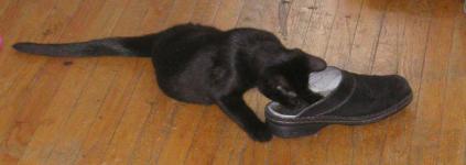<img0*150:stuff/C~C%20%26%20shoe%202a.JPG>