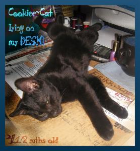 <img0*300:stuff/C~C%20lying%20on%20my%20desk%202a.jpg>
