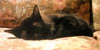 <img0*100:stuff/C~C%20on%20couch%201a.jpg>