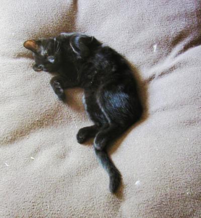<img400*0:stuff/C~C%20on%20pillow%201a.jpg>