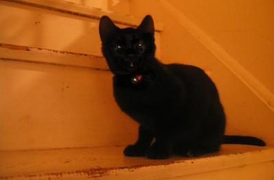 <img400*0:stuff/C~C%20stairs%201a.jpg>