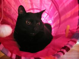 <img0*200:stuff/C~C%27s%20gift%203.jpg>