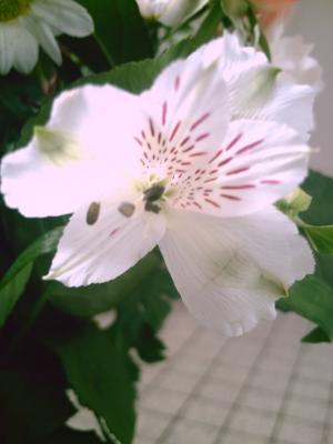 <img300*0:stuff/D%3ADenisaImagesciel%20et%20fleursPICT5225.JPG>
