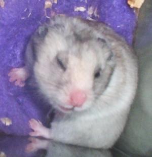 <img300*0:stuff/D%3ADenisaImagespaquesPicture%20018.jpg>