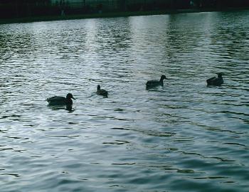 <img350*270:stuff/D%3ADenisaImagesphotos%20naturePICT5146.JPG>