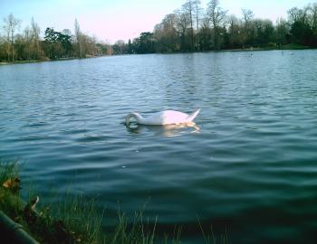 <img350*270:stuff/D%3ADenisaImagesphotos%20naturePICT5149.JPG>
