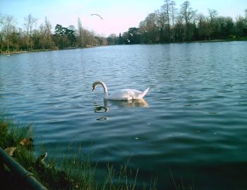 <img350*270:stuff/D%3ADenisaImagesphotos%20naturePICT5150.JPG>