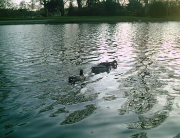 <img350*270:stuff/D%3ADenisaImagesphotos%20naturePICT5155.JPG>
