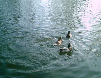 <img350*270:stuff/D%3ADenisaImagesphotos%20naturePICT5156.JPG>