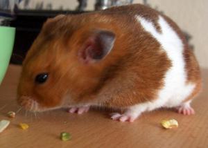 <img300*0:stuff/D%3ADenisaImagesschumimancaciosul.jpg>