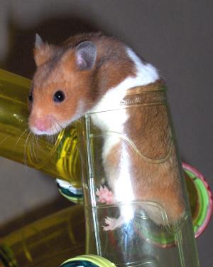 <img300*0:stuff/D%3ADenisaImagesschumischumiese.JPG>