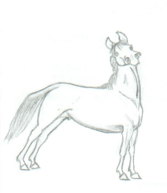 <img:stuff/D%3ADocuments%20and%20SettingsMichaelMy%20DocumentsMy%20Picturesstretchhorse.jpg>