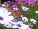 <img0*100:stuff/DSC02289.JPG>