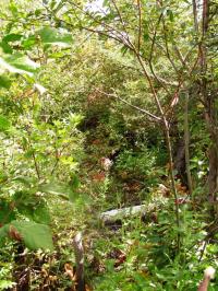 <img200*0:stuff/DSCN0372.JPG>
