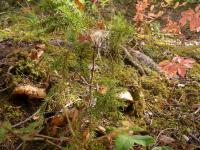 <img200*0:stuff/DSCN0373.JPG>