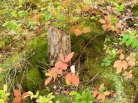<img200*0:stuff/DSCN0379.JPG>
