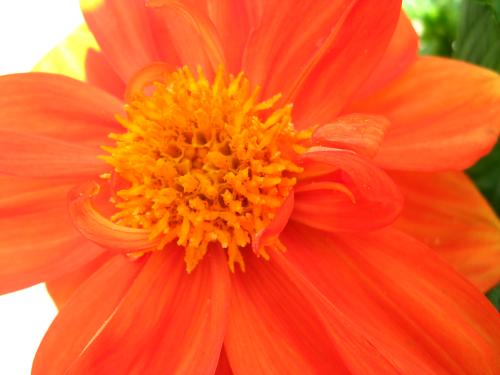 <img500*375:stuff/Dahlia230610.jpg>
