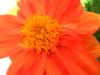 Dahlia230610