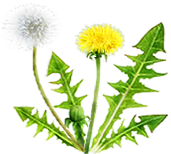 <img:stuff/Dandelion!.png>