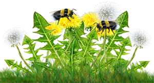 <img:stuff/DandelionCluster_B-beesOnRev.png>