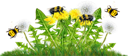 <img:stuff/DandelionCluster_B-beesOn_flyingRev_SM.png>
