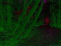 <img200*0:stuff/DarkForest.jpg>