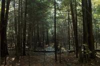<img200*0:stuff/Dark_Forest.jpg>