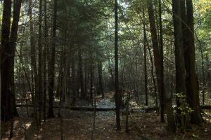 <img300*0:stuff/Dark_Forest.jpg>