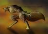 <img100*0:http://elftown.heddate.com/stuff/Day25-Werewolf.jpg>