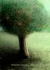 <img0*100:stuff/Day28-Appelboom.jpg>