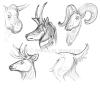 <img100*0:stuff/DeerSketches.jpg>