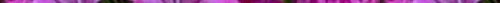 <img:stuff/Deiscorides_line_dividers_0_40.jpg>