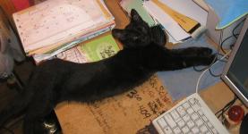 <img0*150:stuff/Deskcat%201a.jpg>
