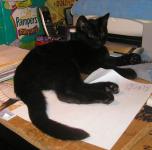 <img0*150:stuff/Deskcat%202a.jpg>