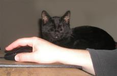 <img0*150:stuff/Deskcat%203a.jpg>