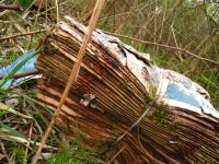 <img200*0:stuff/Ditched_Newspapers_I.jpg>