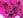 <img:stuff/DivMumsPinkBullet_SM.jpg>