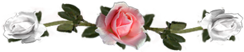 <img:stuff/DividerRosesOrPeach-White.png.jpg>