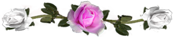 <img:stuff/DividerRosesPink-White.png.jpg>