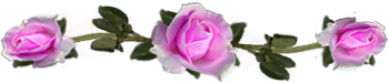<img:stuff/DividerRosesPink.png.jpg>
