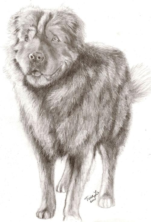 <img500*734:stuff/Dog_Portrait.jpg>